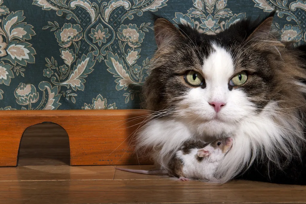 6. Guarding Behavior: Sitting Between You And The World (British_Pest_Control_Association, Flickr, CC BY 2.0)