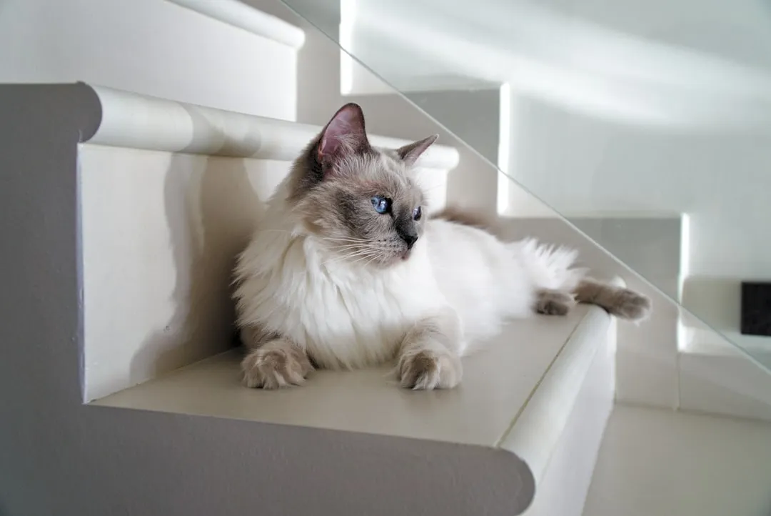 #7 - Ragamuffin: The Oversized Lap Cat That Just Keeps Melting (Softer With Age) (Image Credits: Unsplash)