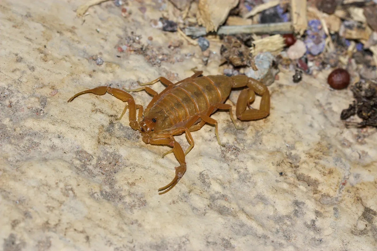 Arizona Bark Scorpion (Image Credits: Wikimedia)