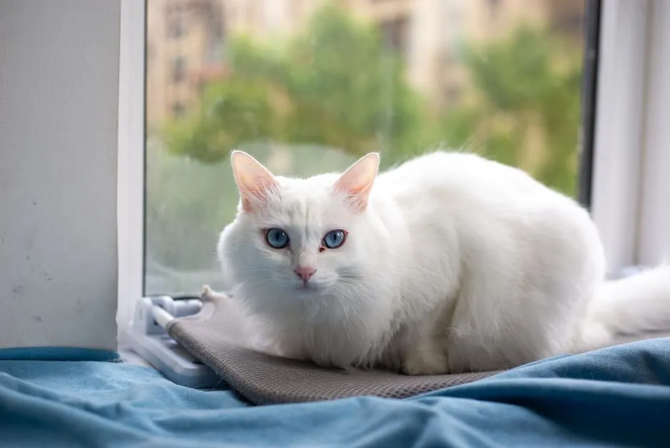 #33 - Turkish Angora: Elegant, Yes. Calm, Not Always. (Image Credits: Pexels)