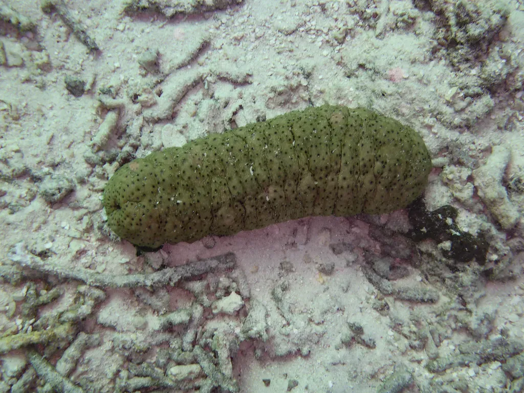 5. Sea Cucumbers: The Ocean Floor Cleaners (Image Credits: Flickr)