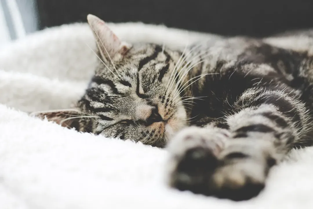 The Memory Consolidation Happening While They Snooze (Image Credits: Unsplash)