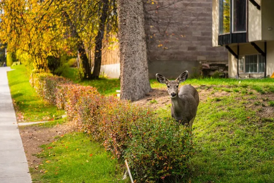 Your Suburban Yard Has Quietly Become Prime Deer Territory (Image Credits: Pexels)