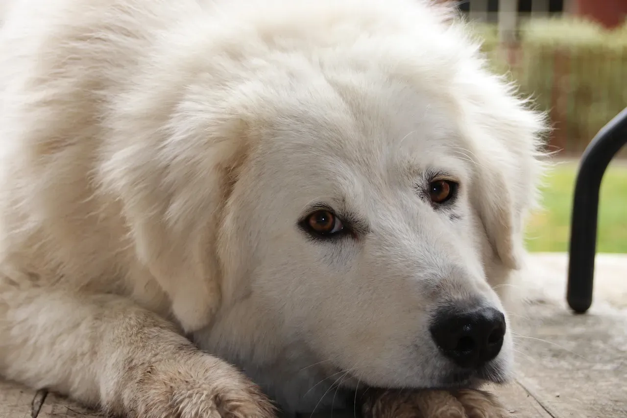 5. Maremma Sheepdog (Image Credits: Pixabay)