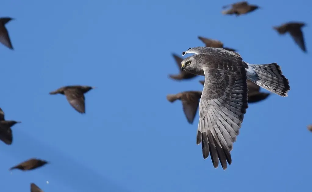 Virgo: The Northern Harrier (Image Credits: Flickr)