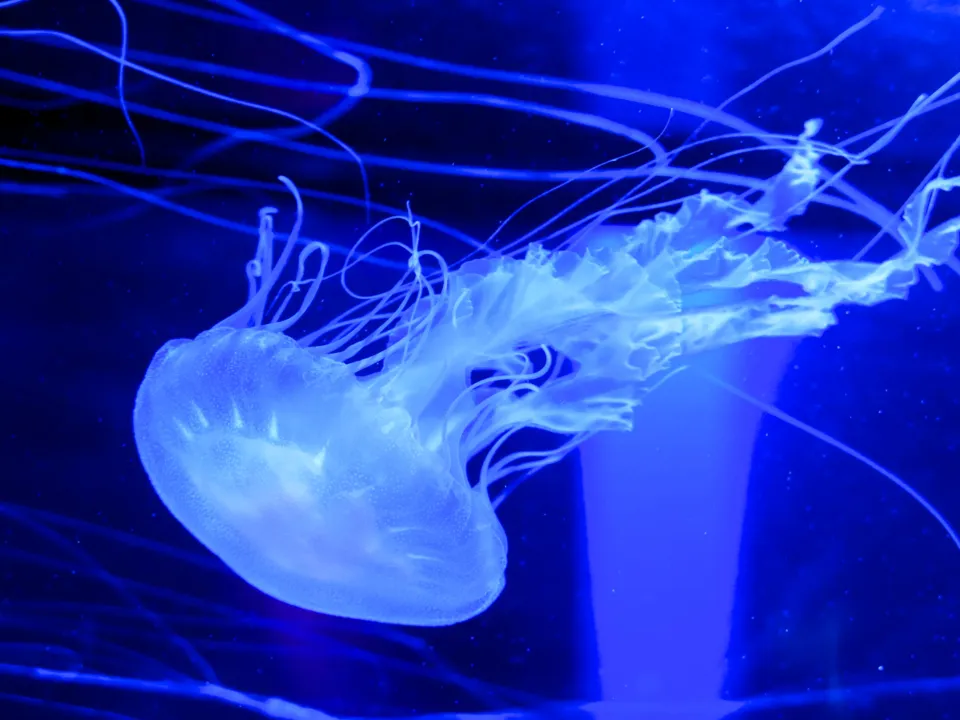 Pisces: The Dreamy Deep-Sea Jellyfish (Image Credits: Stocksnap)