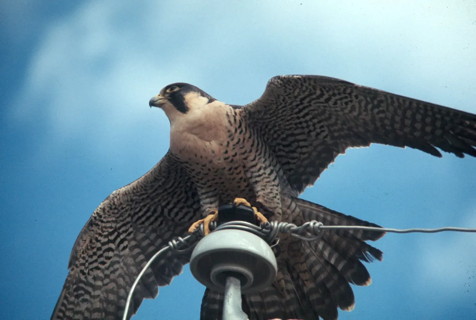 Peregrine Falcon: The Speed Demon (Image Credits: Wikimedia)