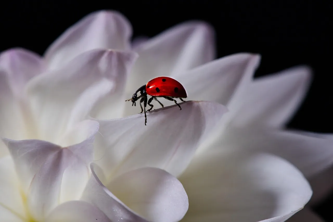 #9 - Not Every Bug Is Bad (But One Missed Week Can Wreck a Season) (Image Credits: Pixabay)