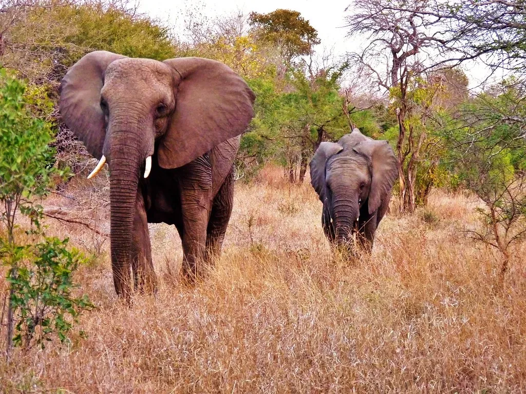 The Longest Pregnancy in the Mammal World: 22 Months (Image Credits: Flickr)