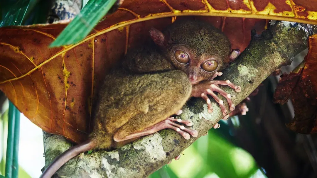 The Tarsier: The Bug-Eyed Primate (Image Credits: Unsplash)