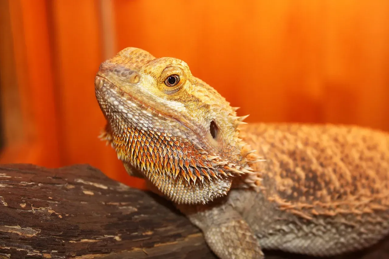Horned Lizards Shoot Blood From Their Eyes as a Defense (Image Credits: Pixabay)