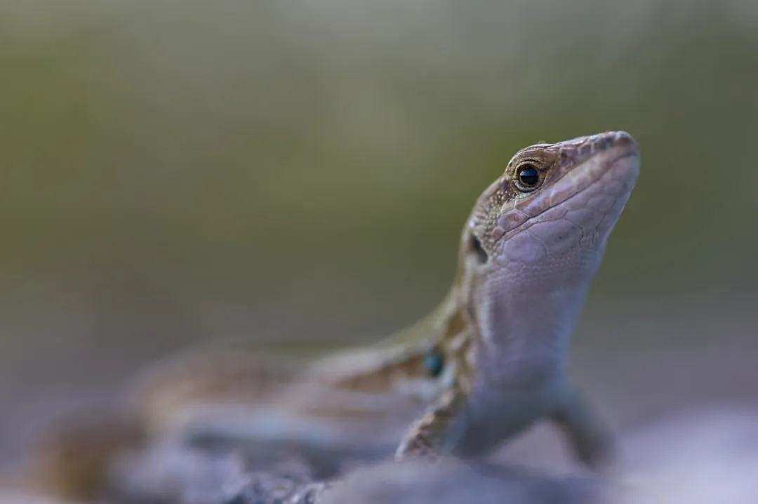 1. Lizards That Drop Their Tails Like Decoys (Image Credits: Unsplash)