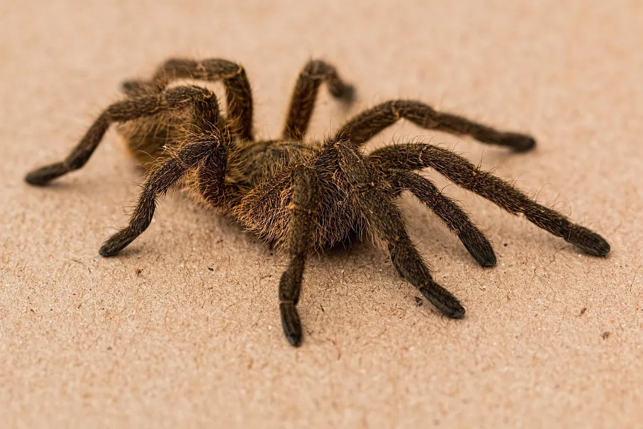 10. Desert Tarantula - Misunderstood but Still Venomous (Image Credits: Pixabay)