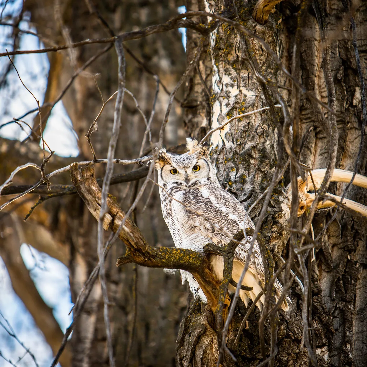 1. White Oak: The Classic Owl Apartment Block (Image Credits: Pixabay)