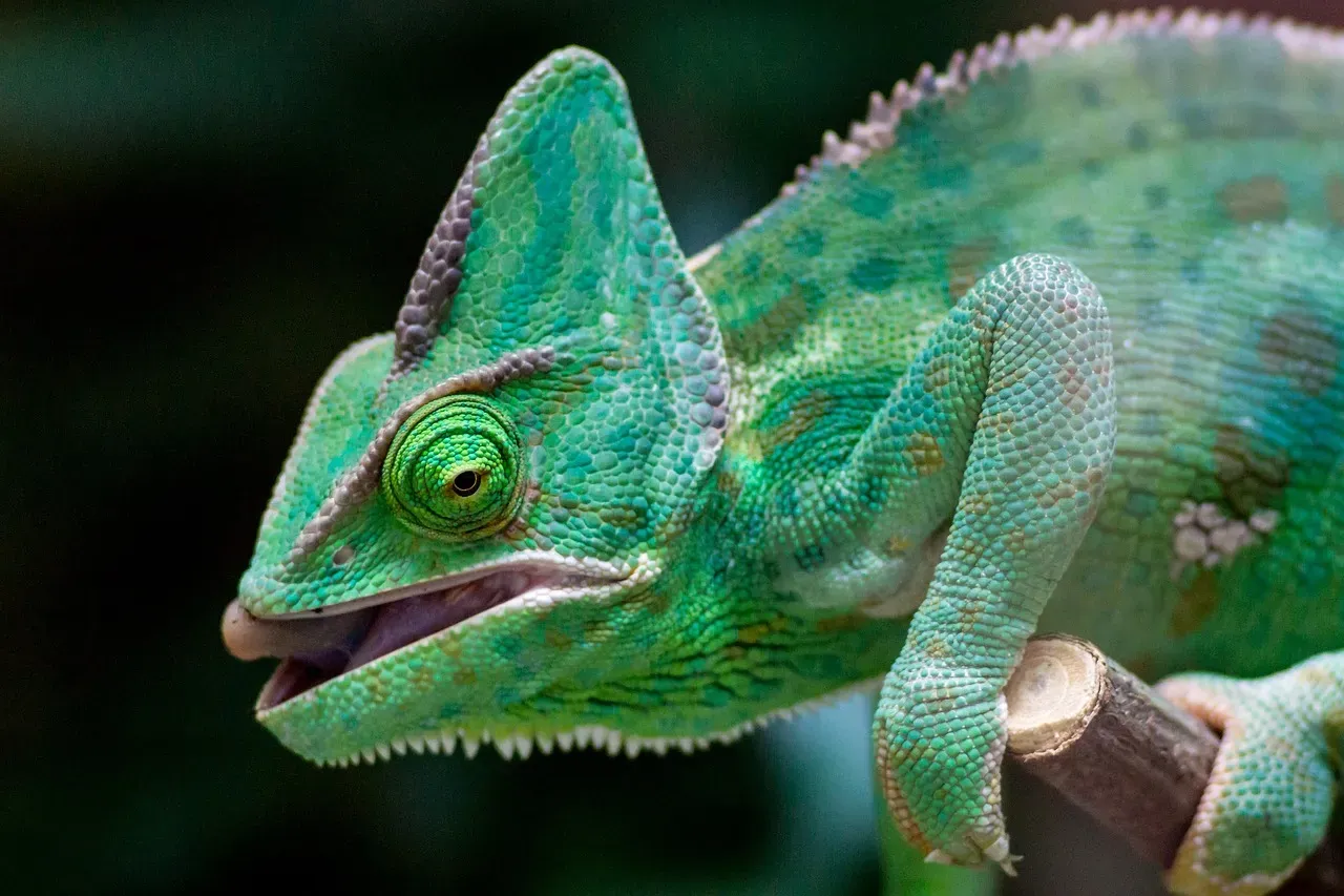 Libra: The Two Faced Chameleon (Image Credits: Pixabay)