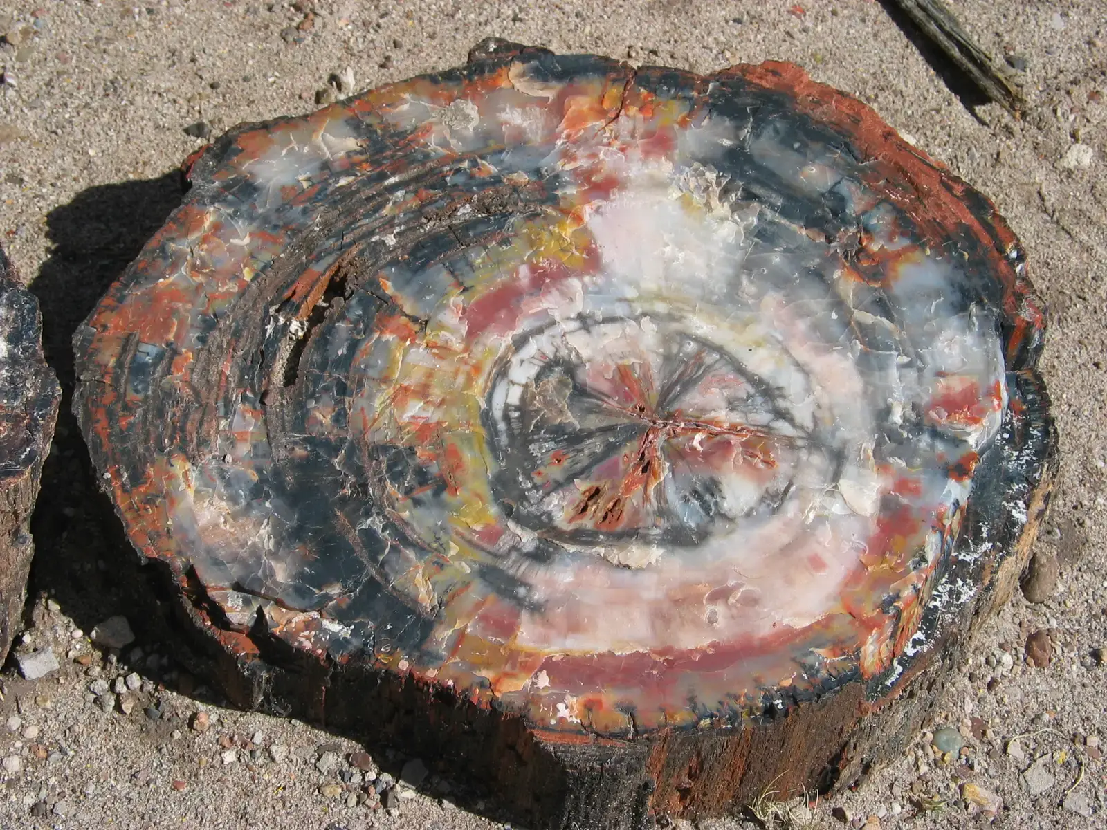 Petrified Forest National Park (Image Credits: Wikimedia)
