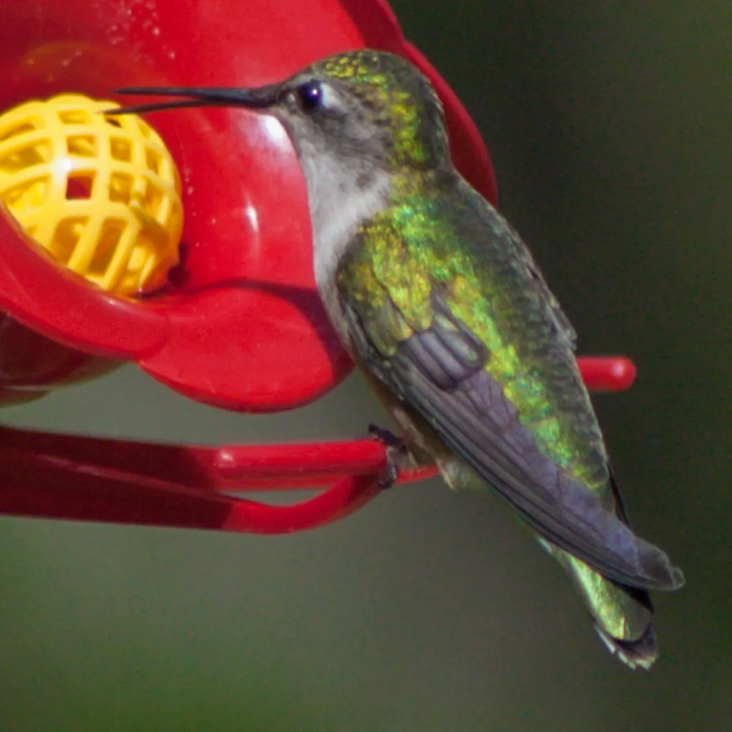 #12 - They Use the Feeder as a Training Ground for Youngsters (Ruby-Throated Hummingbird, CC BY 2.0)