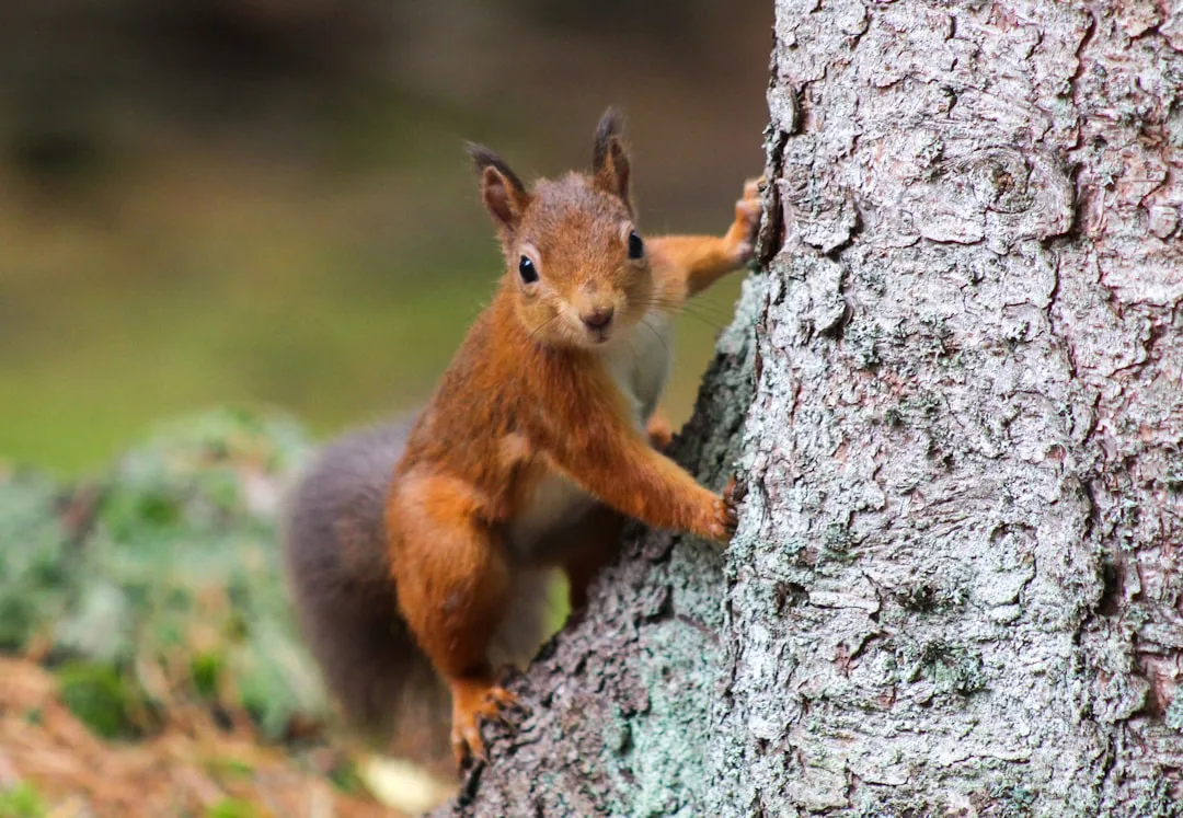 Suspicion, Surveillance, and the Squirrel &ldquo;Mind Game&rdquo; (Image Credits: Unsplash)