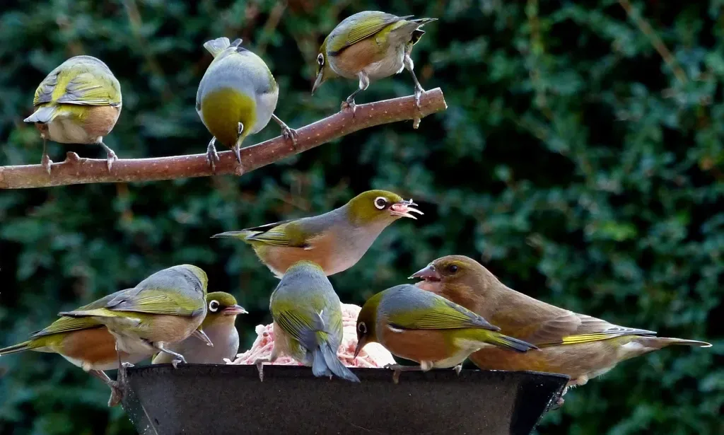 #9. Backyard Birds Are Capable of Social Learning (Image Credits: Rawpixel)