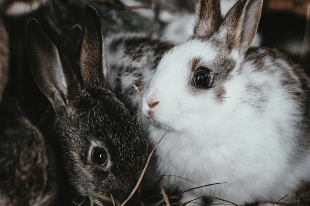 Pisces: The Sensitive Rabbit (Image Credits: Unsplash)