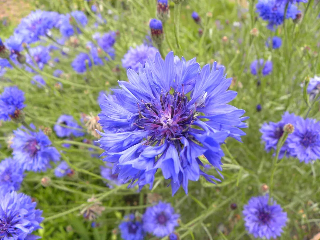 14. Bachelor's Buttons (Cornflower) (foshie, Flickr, CC BY 2.0)