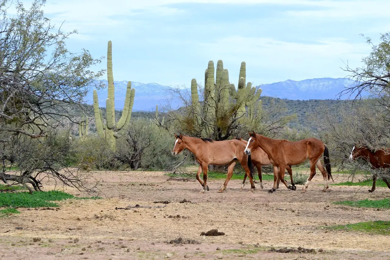 Arizona: Desert Fire and the Salt River Horses (Image Credits: Pixabay)