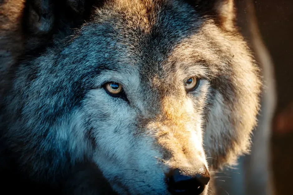 Aquarius: The Wolf Who Rewrites the Pack Rules (Image Credits: Pexels)