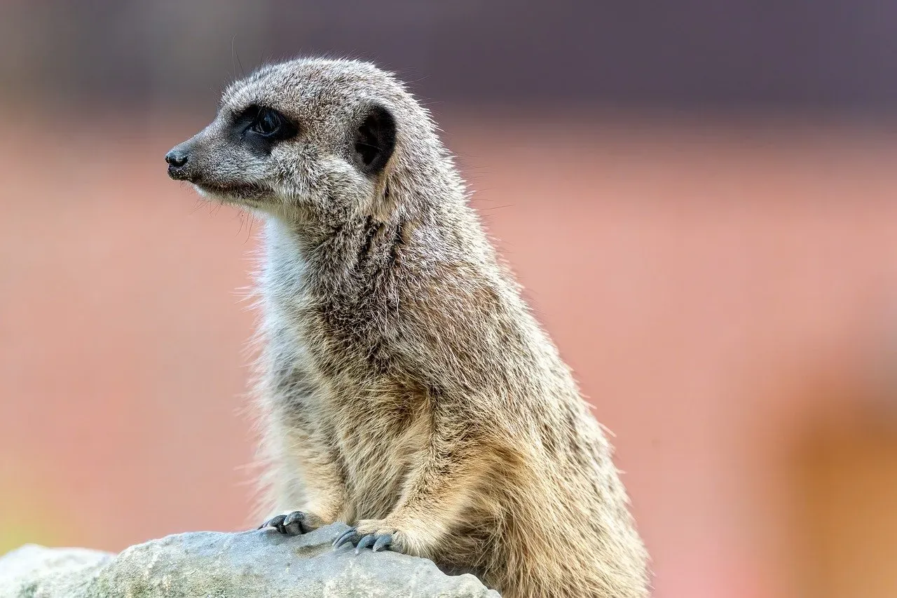 Behavioral Geniuses Who Outsmart the Desert Through Strategy (Image Credits: Pixabay)