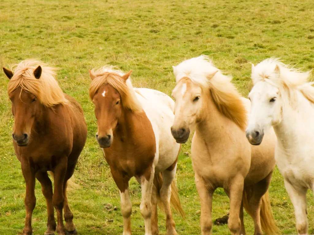 #4 - Icelandic Horses (David Blaikie, Flickr, CC BY 2.0)