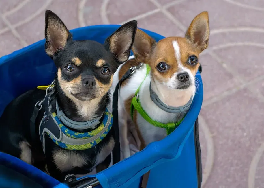 1. Chihuahua: Arizona's True Top Dog (Image Credits: Pexels)