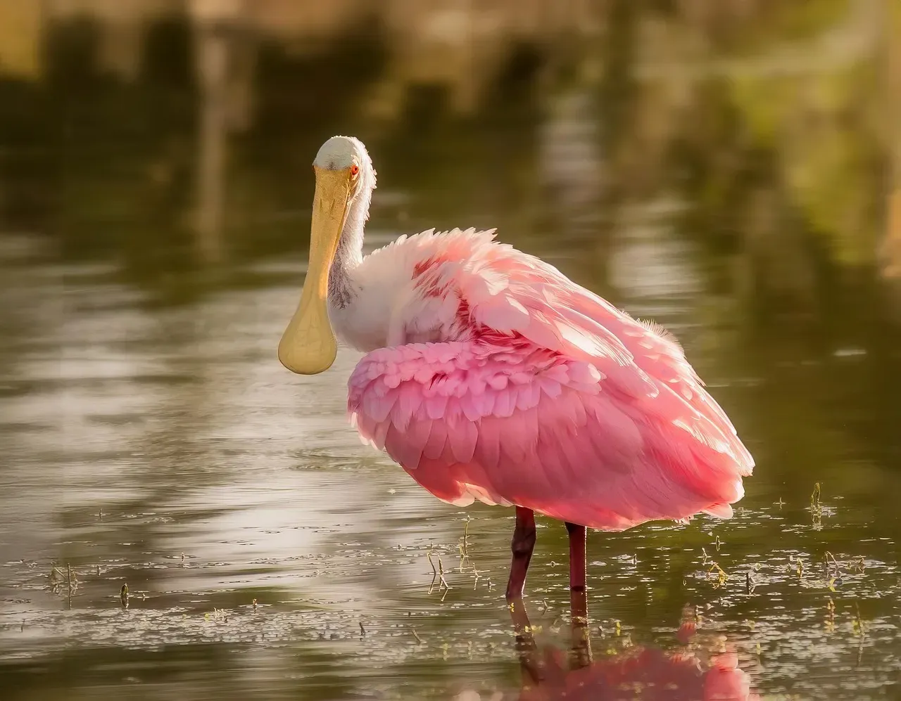 From Fashionable Feathers to Near Extinction (Image Credits: Pixabay)
