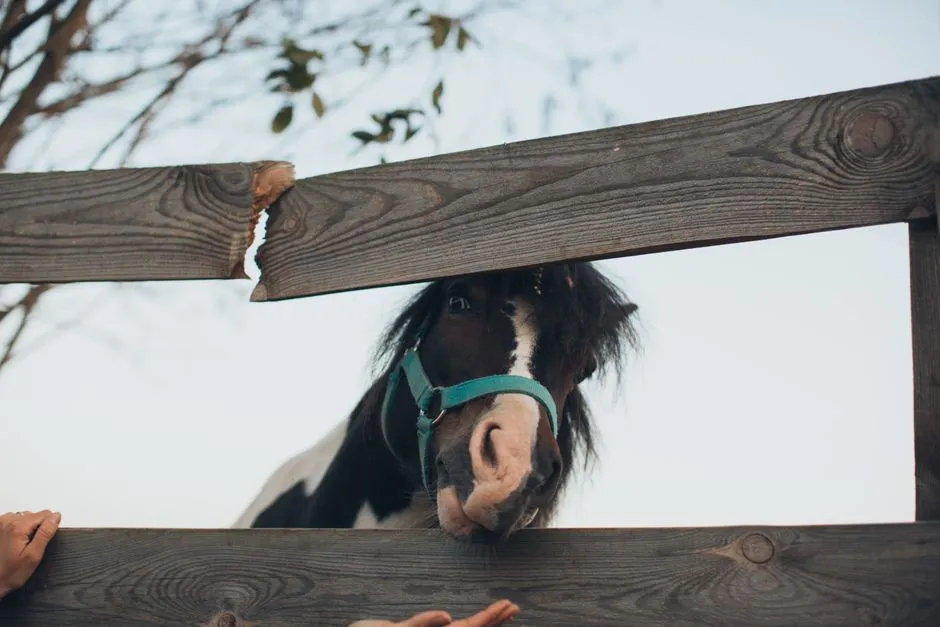 #2 - They Choose to Approach You Without Being Called (Image Credits: Pexels)