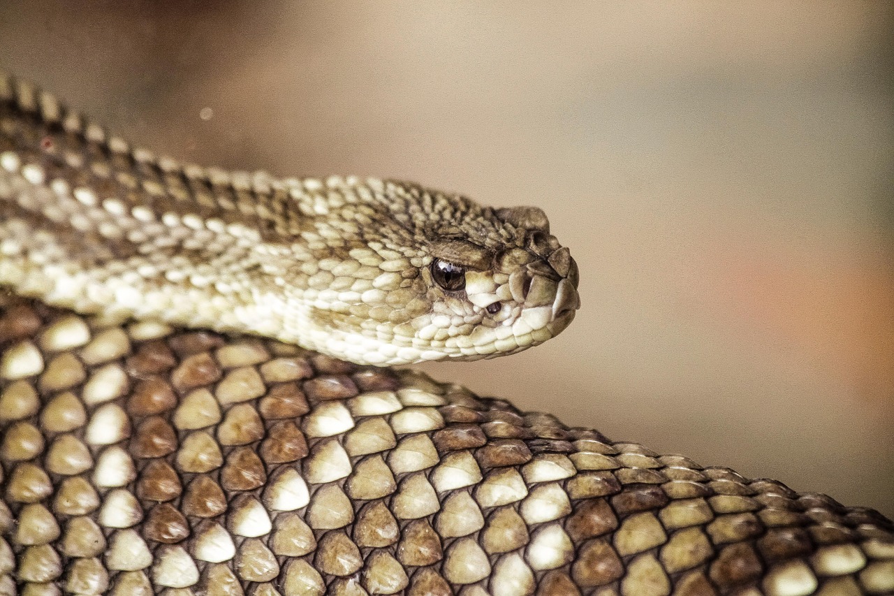Pit Vipers: Thermal Vision Masters (Image Credits: Pixabay)