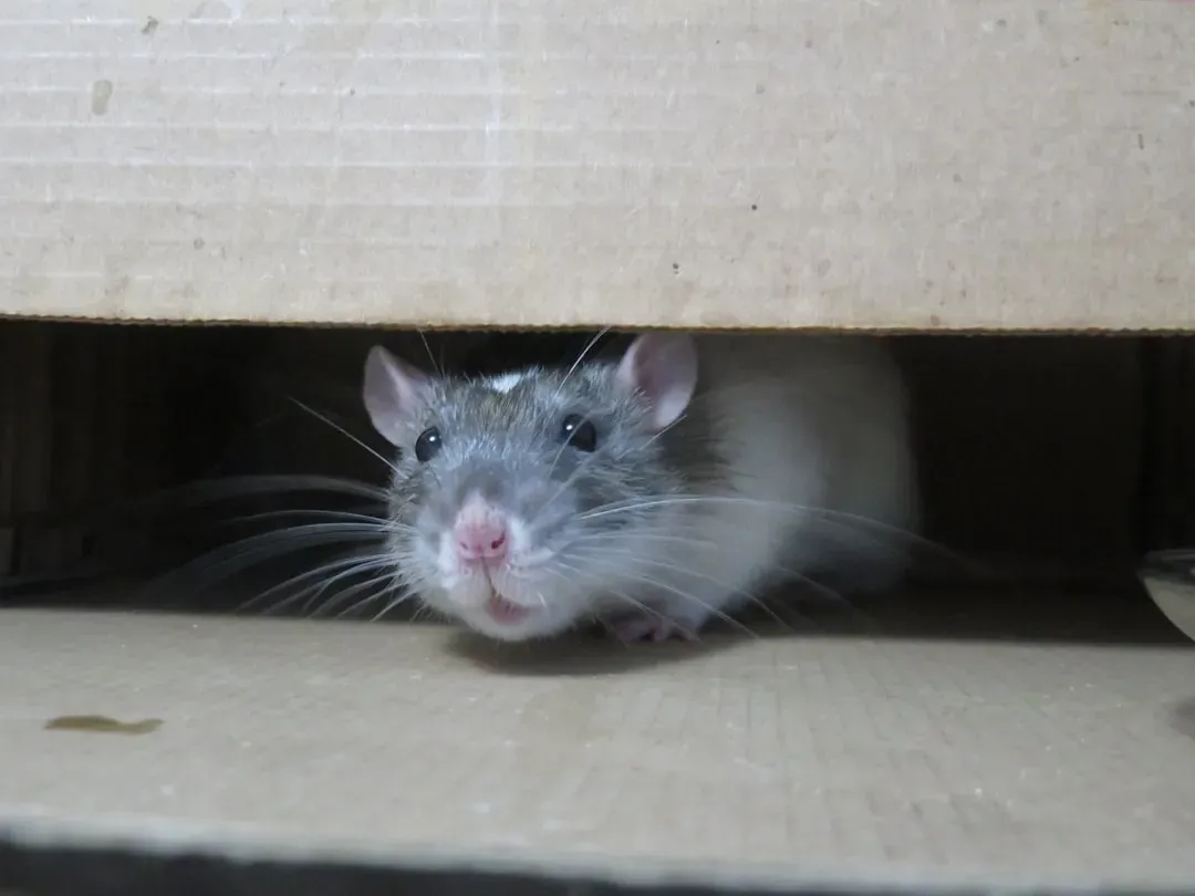 4. The Disease-Carrying Rodent (Image Credits: Unsplash)