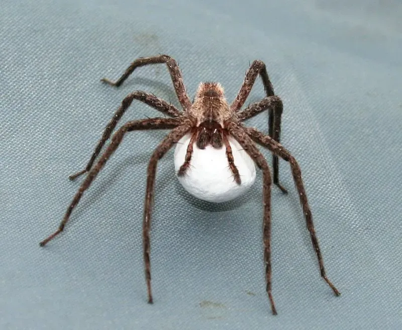 Discovering Egg Sacs in Hidden Corners (Image Credits: Flickr)