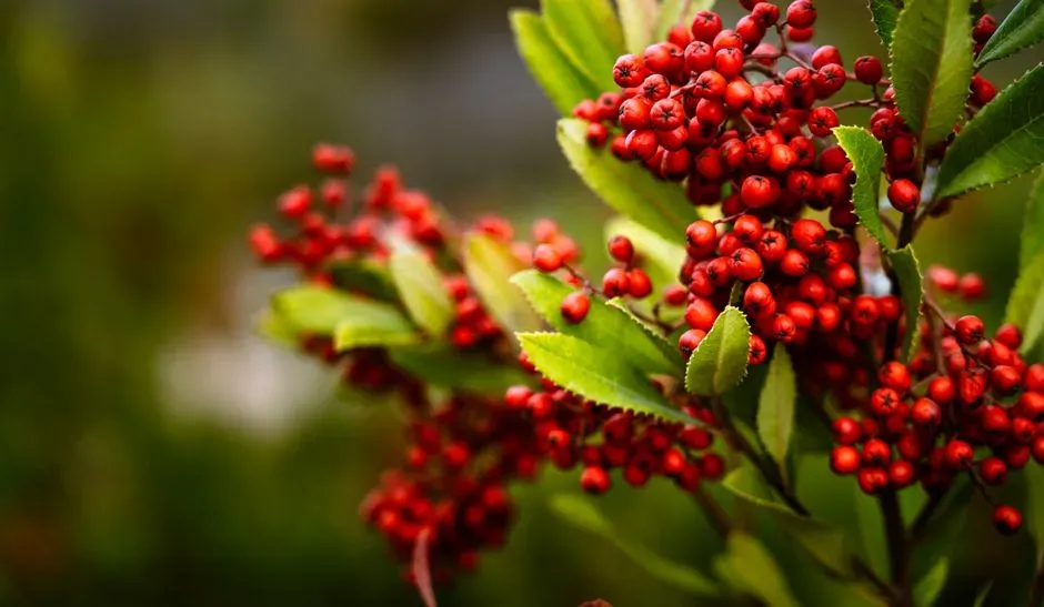 12. Plant Native Berry-Producing Shrubs (Image Credits: Pexels)