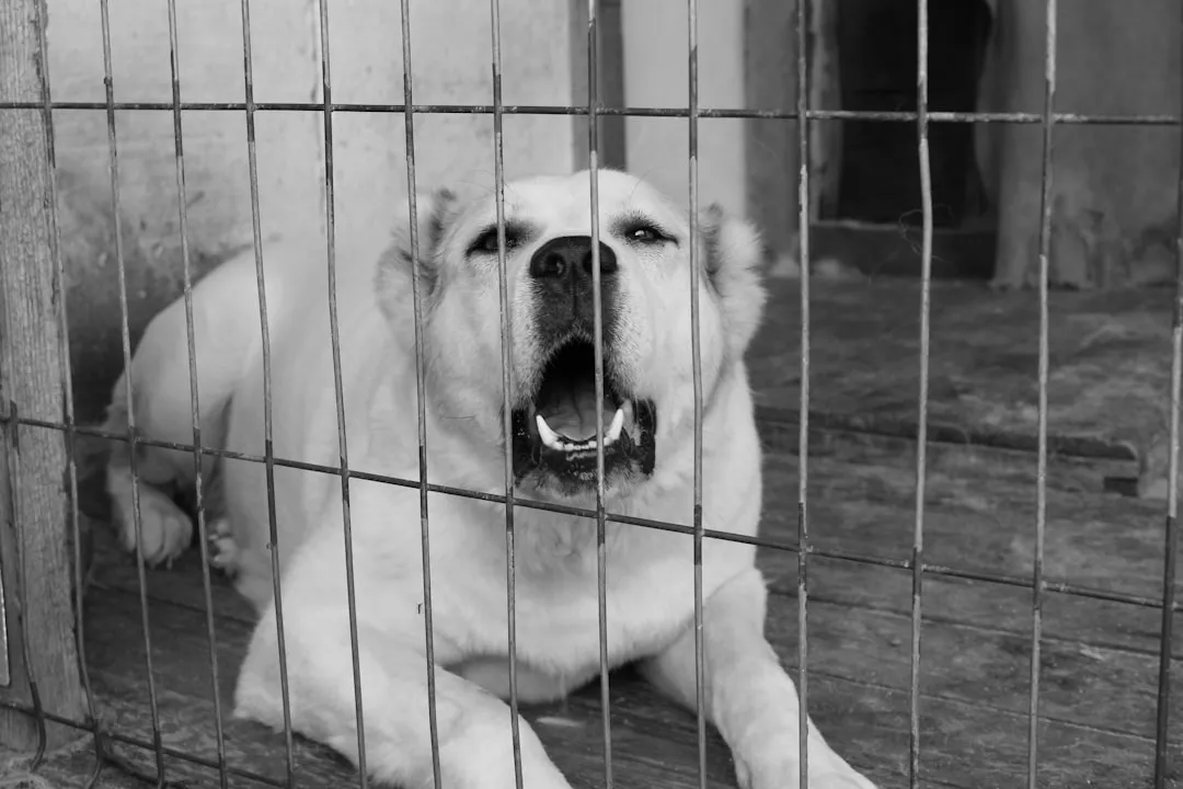 #5 - The Kennel Entry: Handling Sudden Isolation (Image Credits: Unsplash)