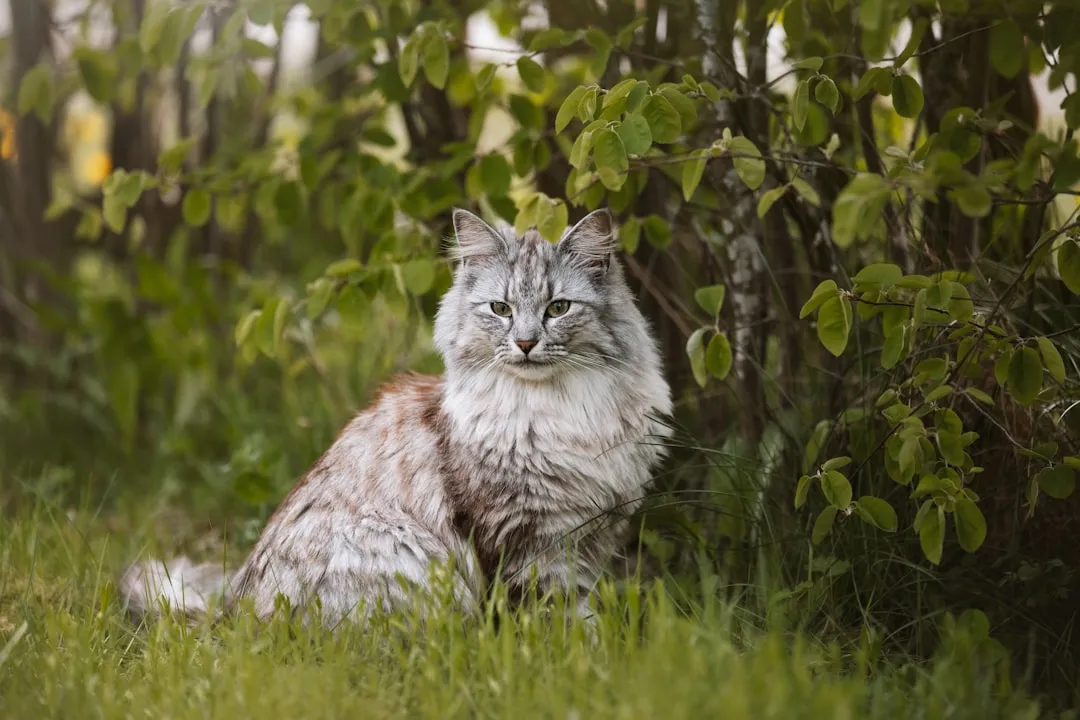 #25 - Norwegian Forest Cat (Image Credits: Unsplash)