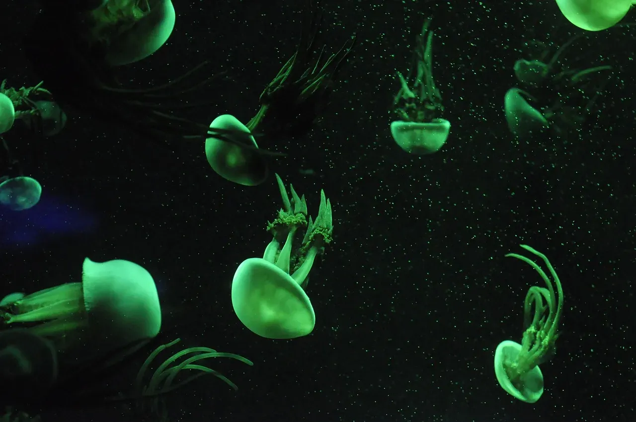 #7 - The Immortal Jellyfish Can Undo Its Own Aging (Image Credits: Pixabay)