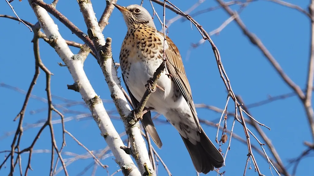 #36 - Fieldfares Have Nearly Stopped Bothering With British Gardens (Image Credits: Rawpixel)
