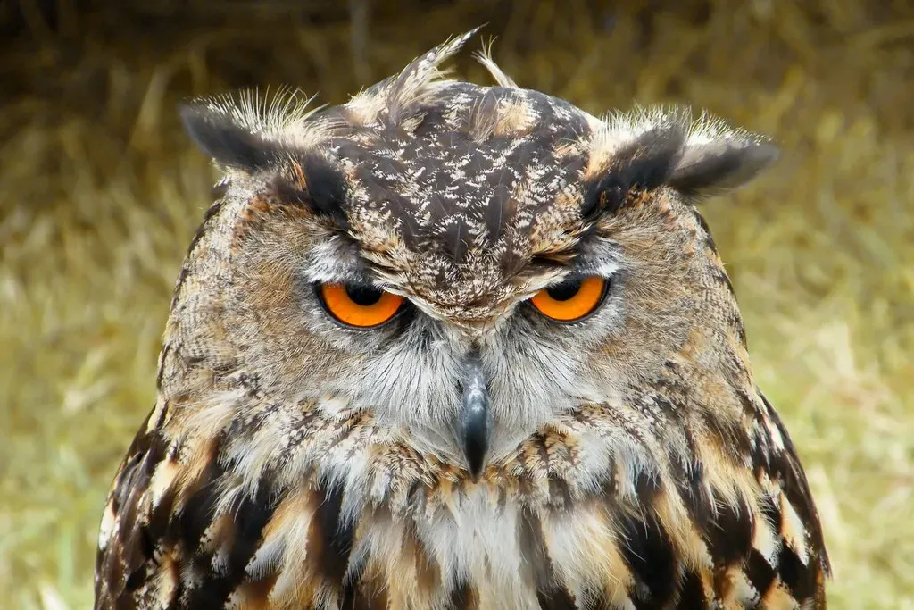 Virgo Moon: The Owl (Markles55 Photos, Flickr, CC BY-SA 2.0)