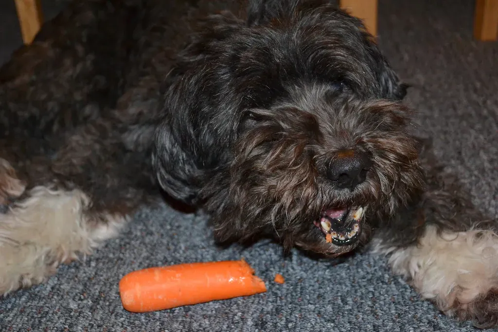 4. Carrots: The Crunchy Dental Hero (Image Credits: Flickr)
