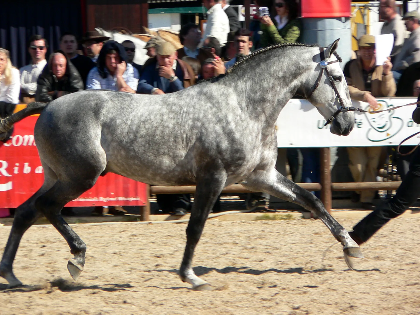 #22 - Lusitanos (By Lbpetersen, CC BY-SA 3.0)