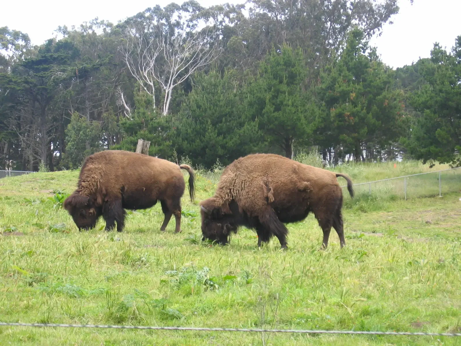 Bison Paddock: Wild West Meets Golden Gate Park (Image Credits: Wikimedia)