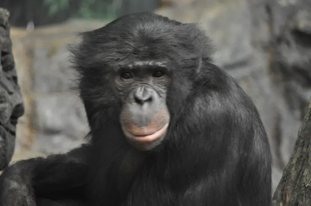 8. Bonobos: The Matriarchy That Prioritizes Peace (Image Credits: Flickr)