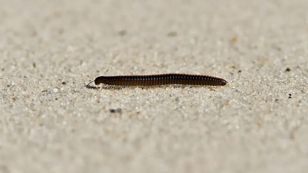 Flatworms: The Ultimate Battle of the Sexes (Image Credits: Unsplash)