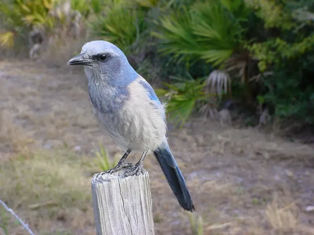 Florida Scrub-Jay (Canon-Man, Flickr, CC BY 2.0)