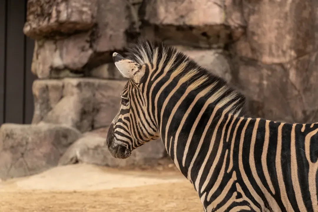 Zebras Are Actually Black With White Stripes (Image Credits: Unsplash)
