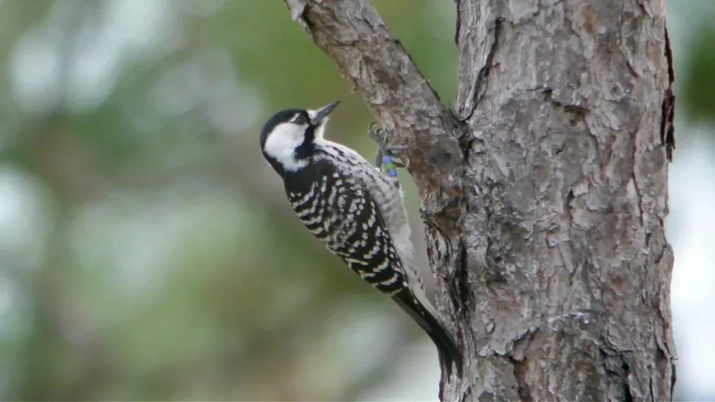 The Red-Cockaded Woodpecker: Help From an Unlikely Ally (Wildreturn, Flickr, CC BY 2.0)
