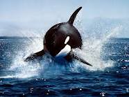 The Ocean's True Apex Predator Revealed (Image Credits: Flickr)
